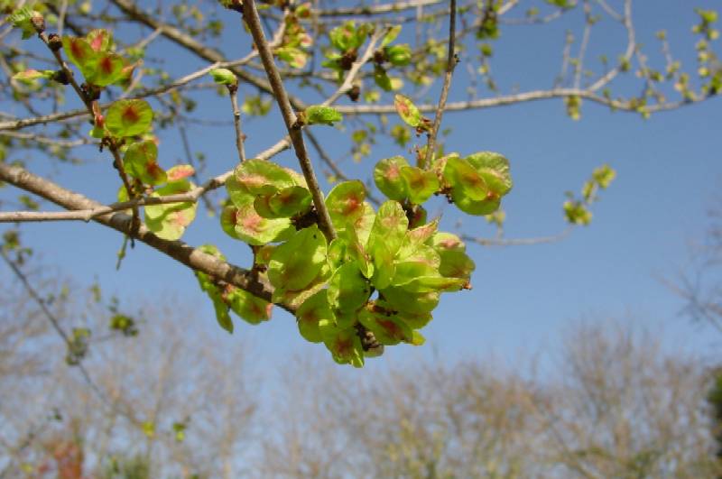 Ulmus minor / Olmo comune o campestre